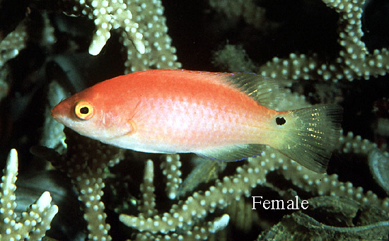  Cirrhilabrus walindi (Walindi Fairy Wrasse)